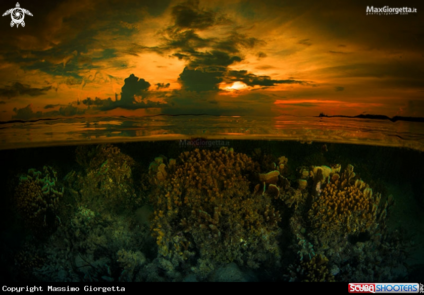 A reef