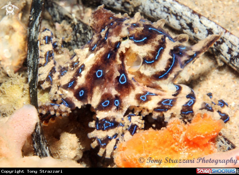 A Blue lined octopus