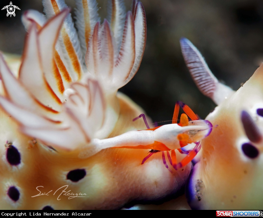 A Emperor's shrimp