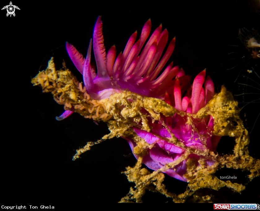 A Nudibranch