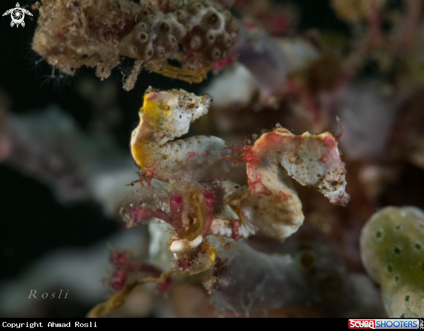 A Pontohi Pygmy Seahorse