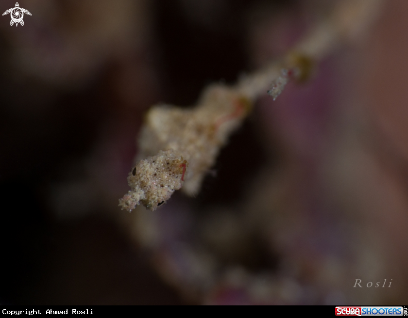 A Lembeh Seadragon