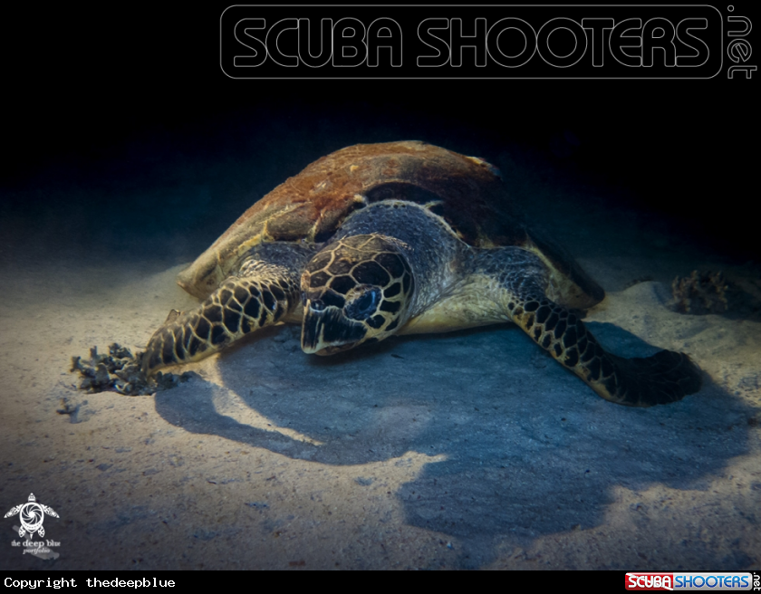 A Hawksbill Turtle
