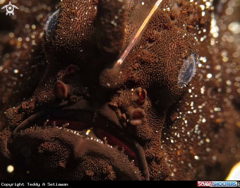 A frogfish