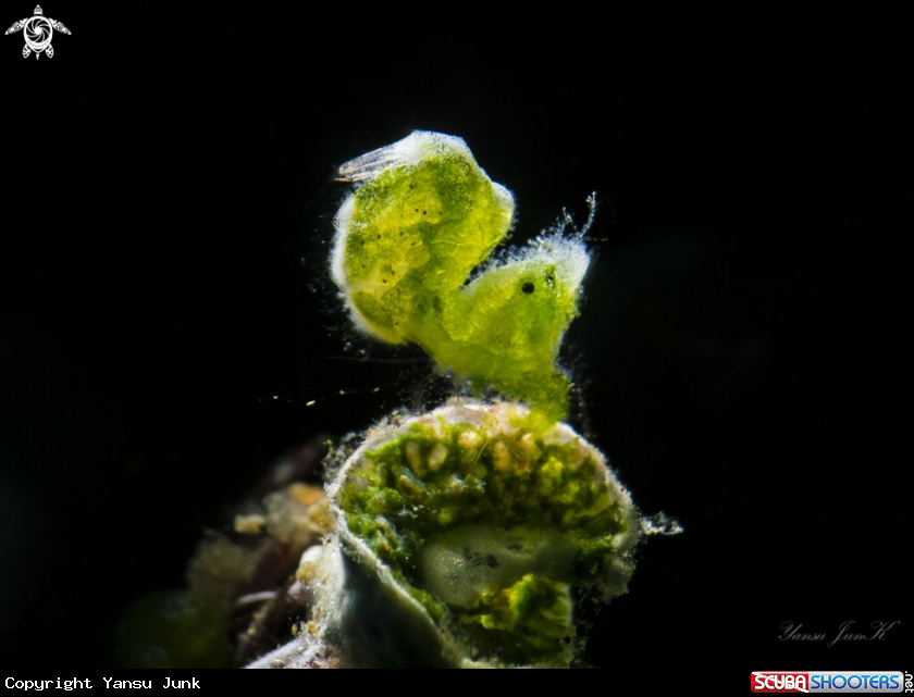 A Algae sairy shrimp 
