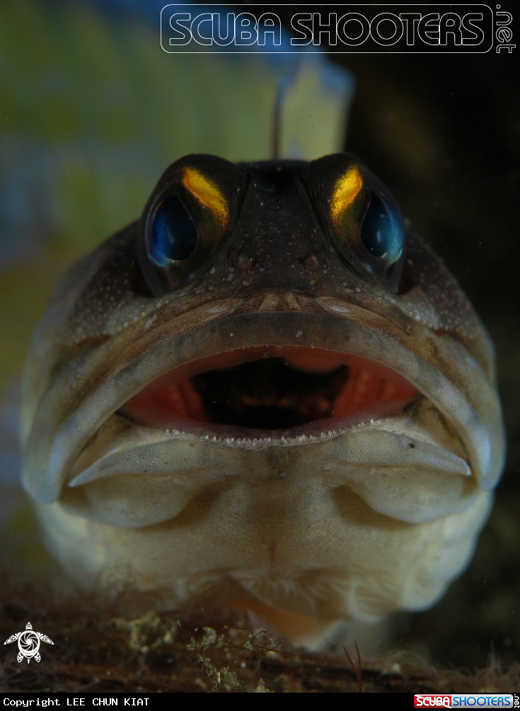 A FISH