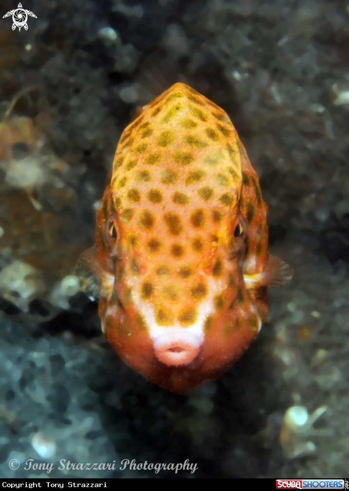 A Eastern Smooth Boxfish