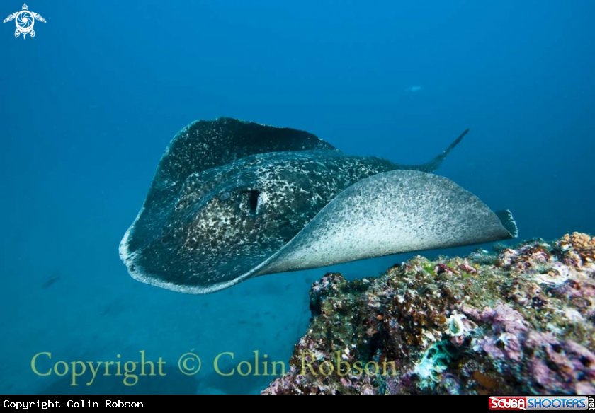 A stingray