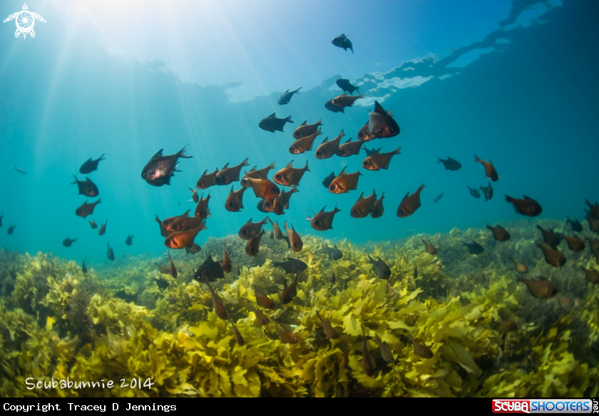 A Rapid Bay