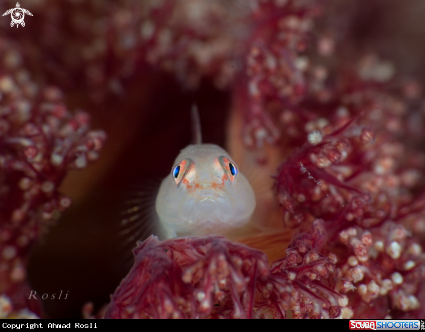 A Goby