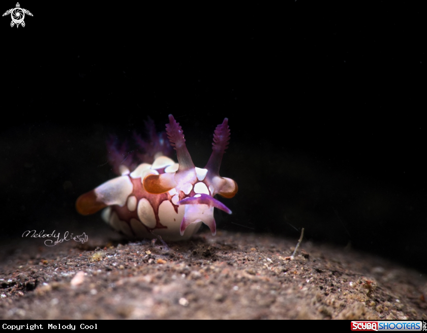 A Takako Nudibranch