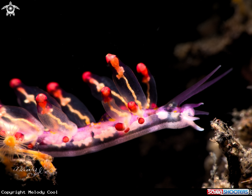 A Nudibranch