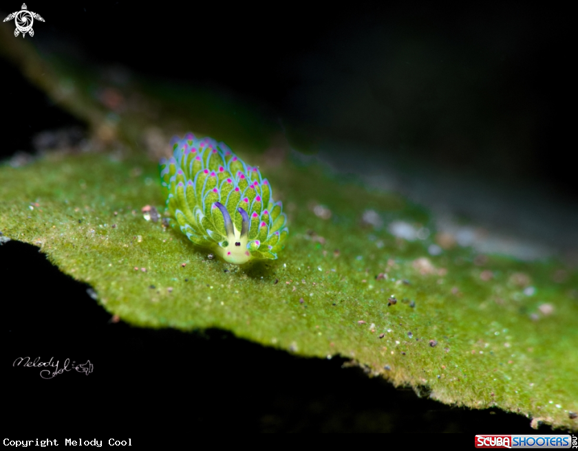 A Sheep Nudibranch