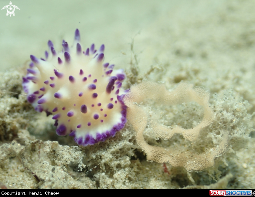 A Nudibranch