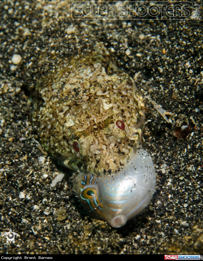 A Lizardfish