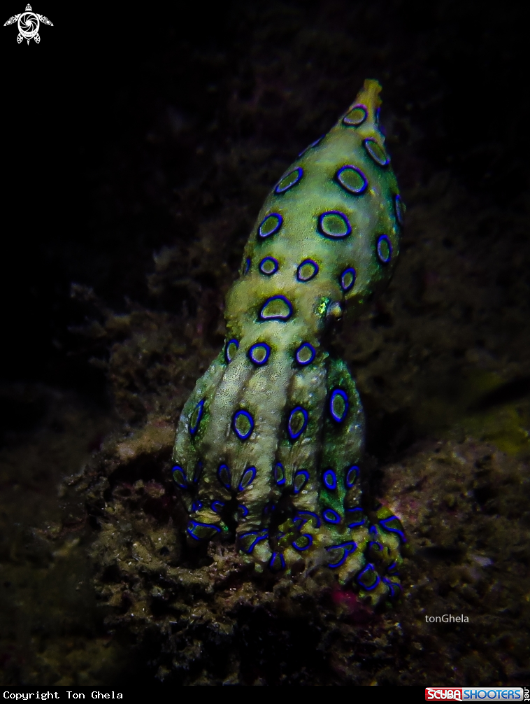 A Blue Ringed Octopus