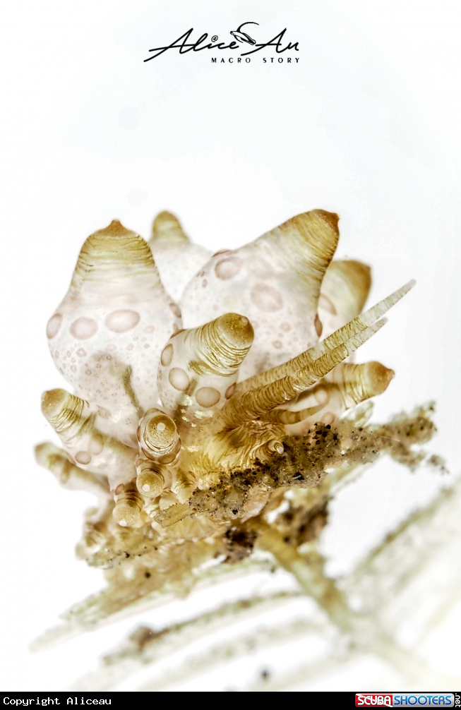 A Nudibranch