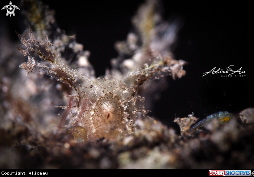 A Nudibranch