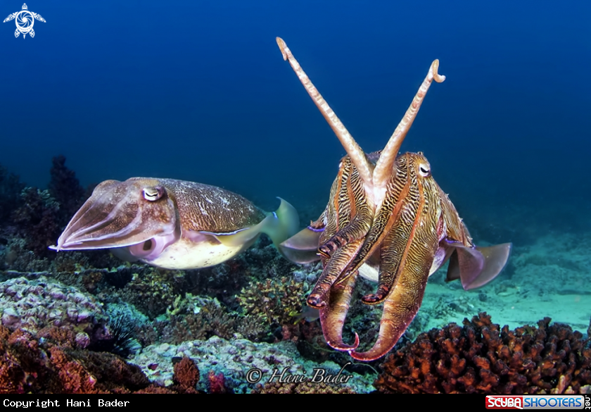 A cuttlefish
