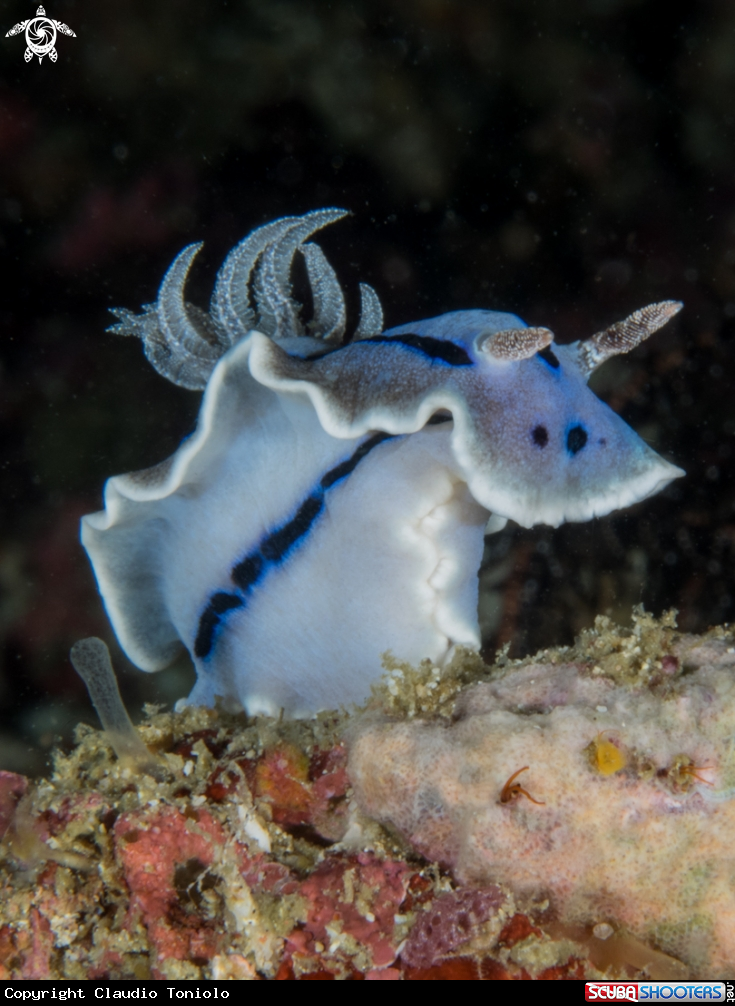 A Chromodoris Willani