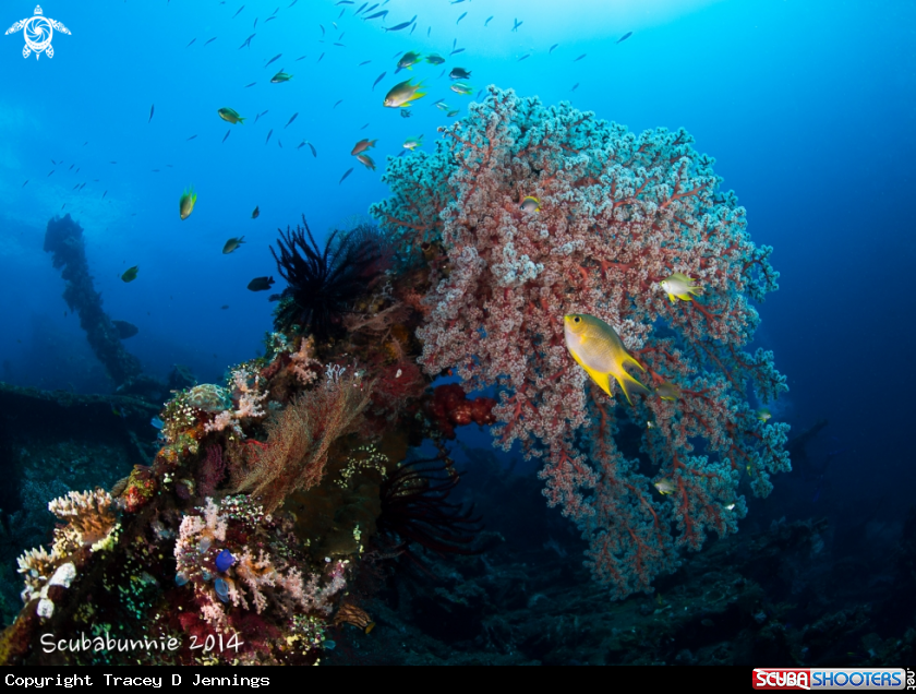 A Liberty Wreck - Bali