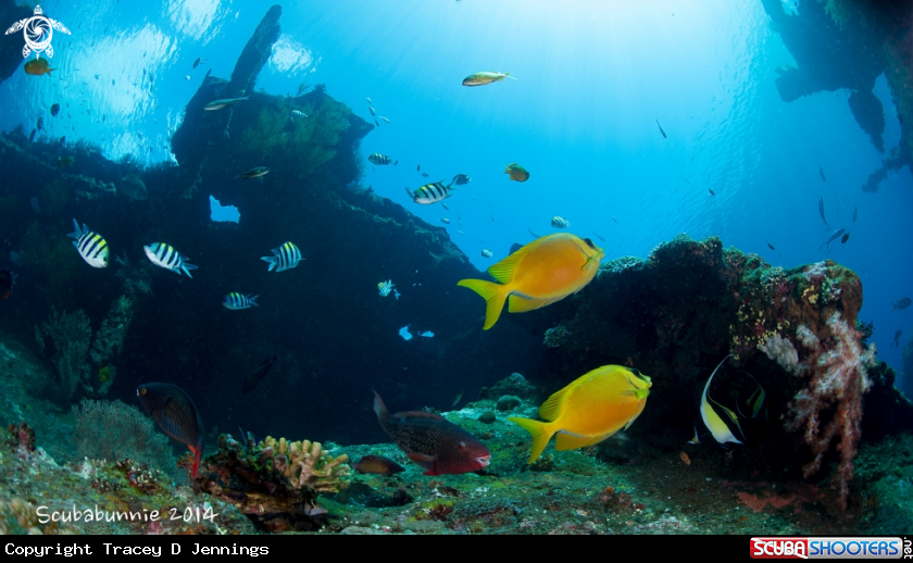 A Liberty Wreck - Bali