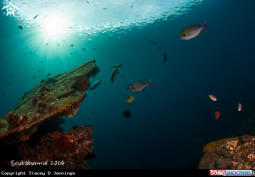 A Liberty Wreck - Bali