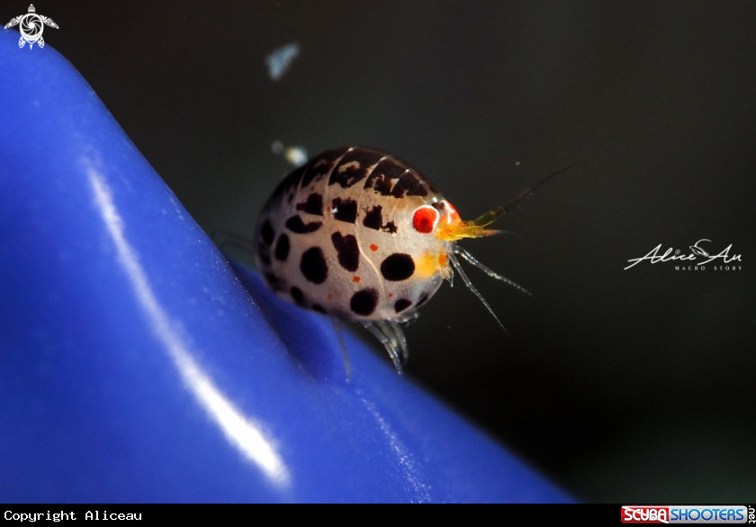 A ladybug
