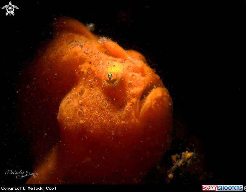 A Frog fish
