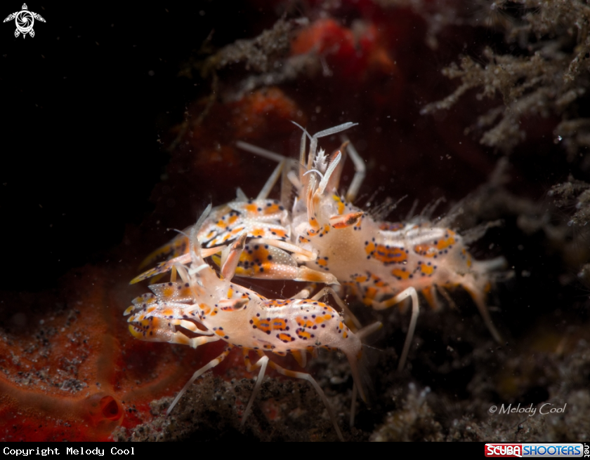 A Tiger Shrimp