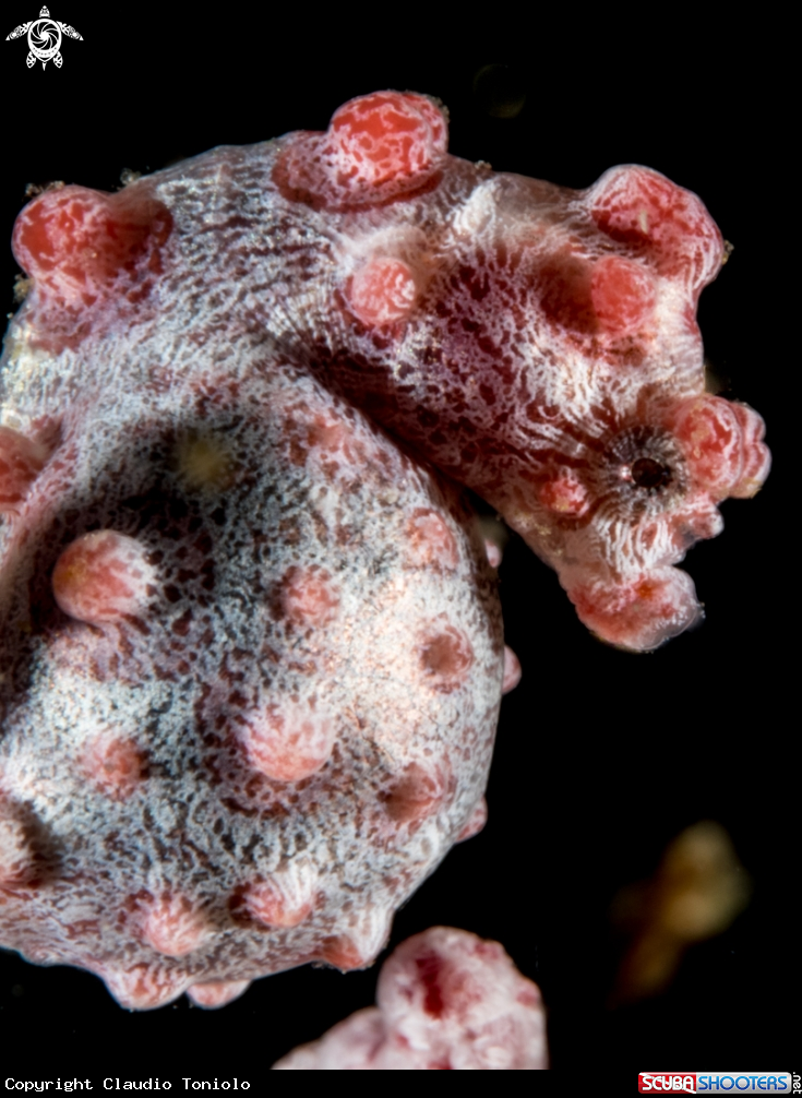 A Bargibanti Pygmi Seahorse