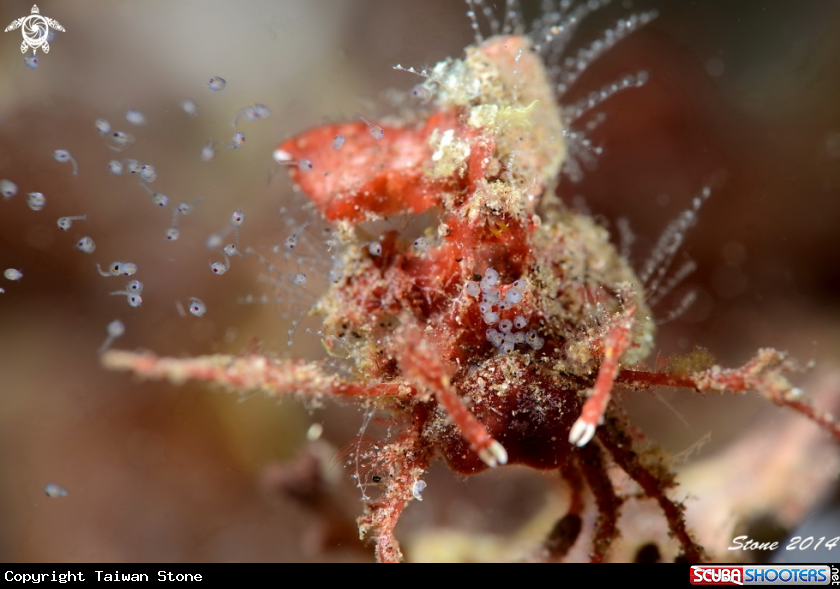 A Crab