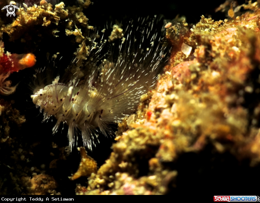 A sea worm 
