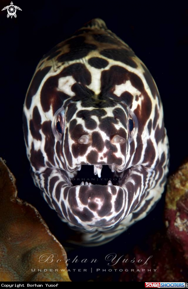 A Leopard Moray Eel