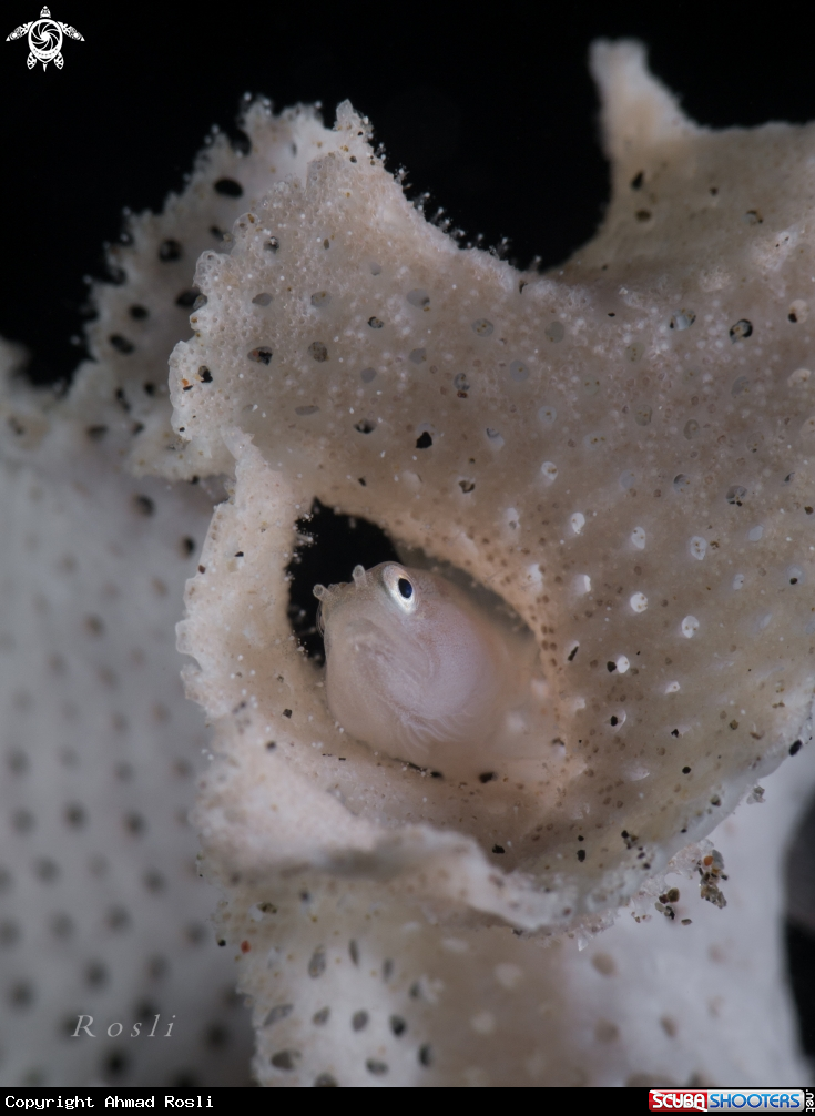 A Goby