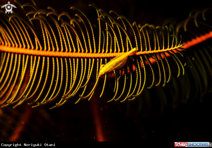 A Commensal shrimp