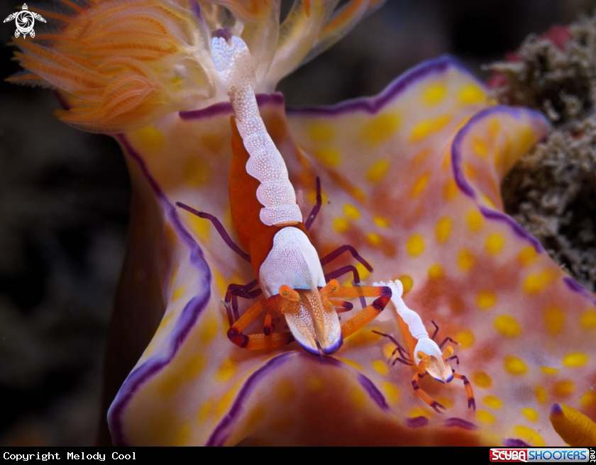 A Empire Shrimp 
