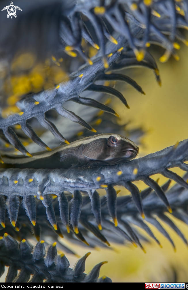 A Brittlestar diner on a Dendronephthya, Fish Sniffer crinoid (Crinoid cling fish). 
