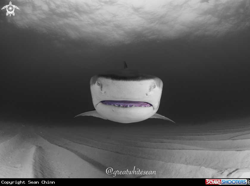 A Tiger Shark