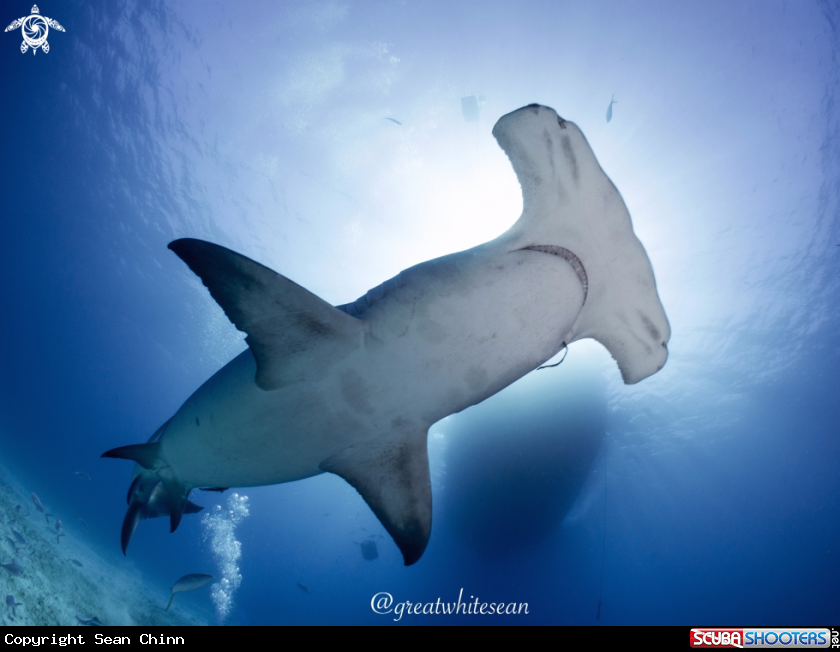 A Great Hammerhead