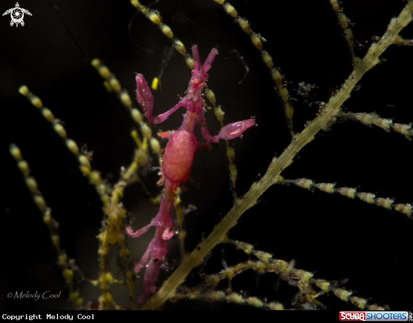 A Skeleton Shrimp