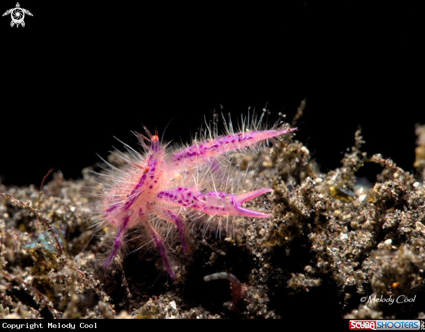 A hairy squad lobster (shrimp) 