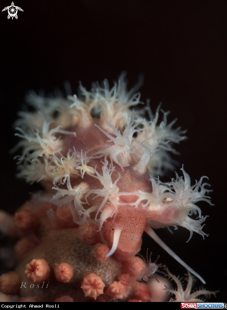 A Nudibranch