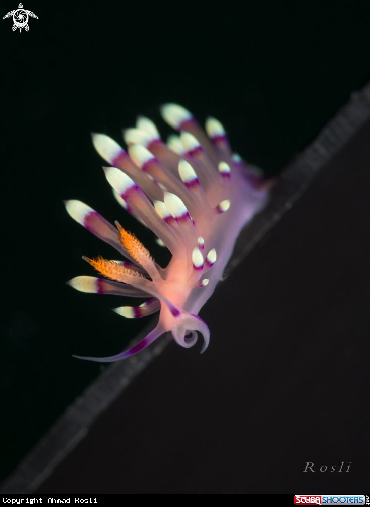 A Flabellina