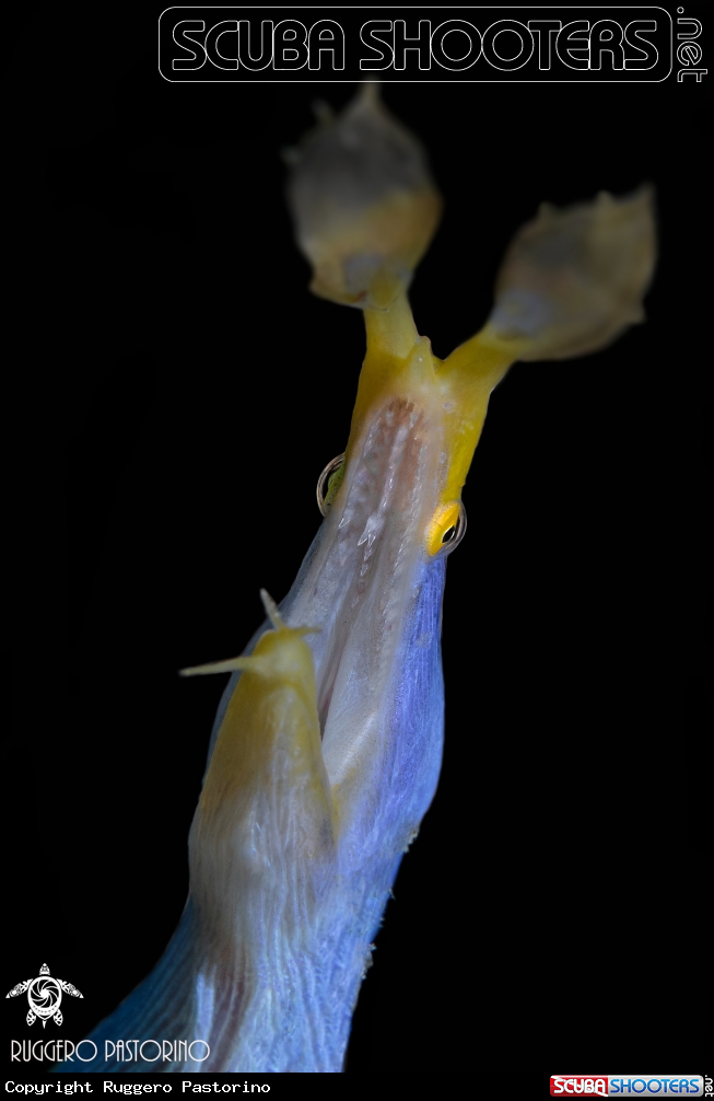 A Ribbon eel