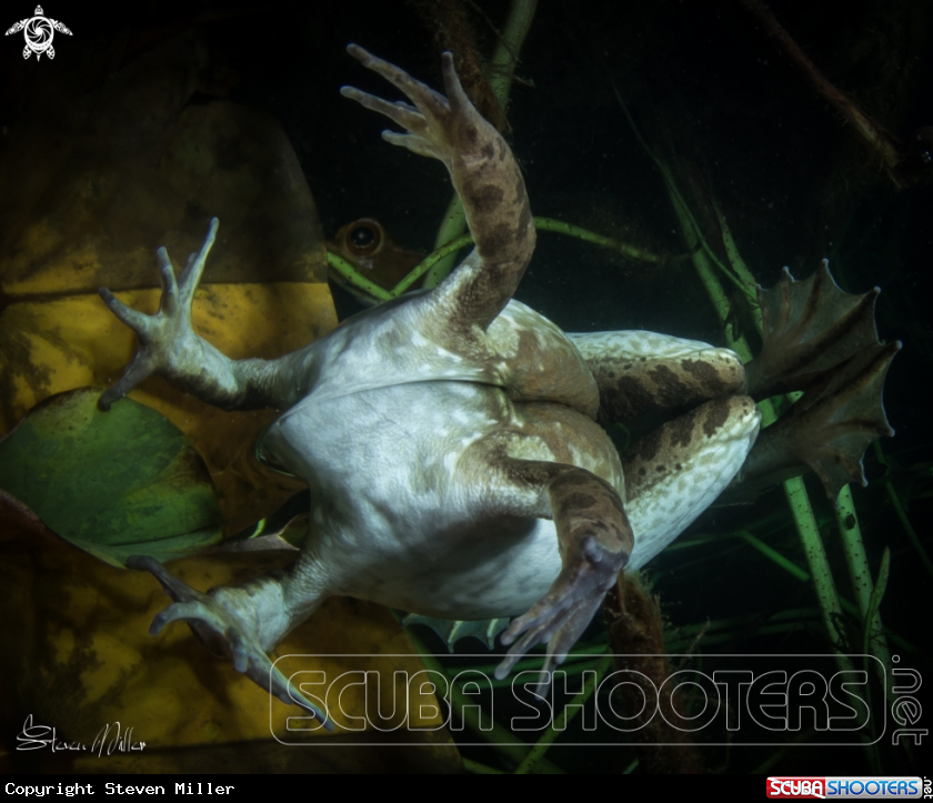 A Leopard Frog 