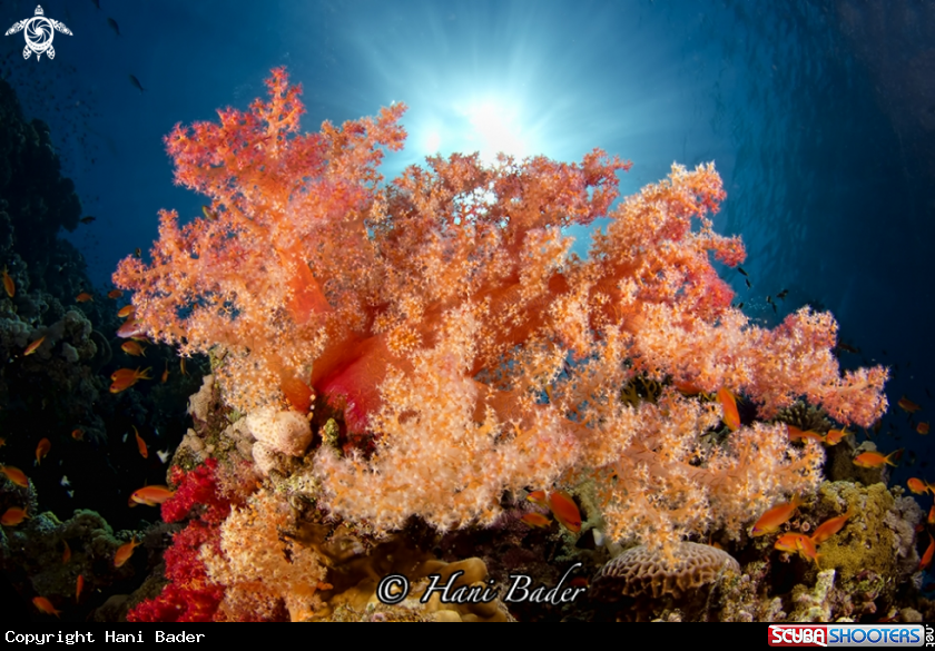 A soft coral