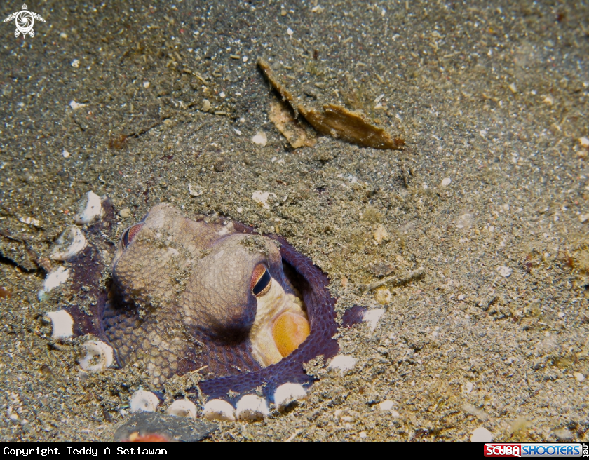A coconut octopus