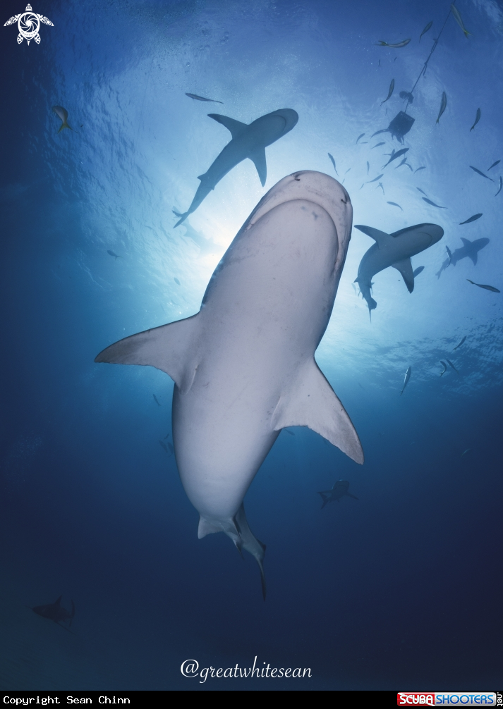 A Tiger Shark