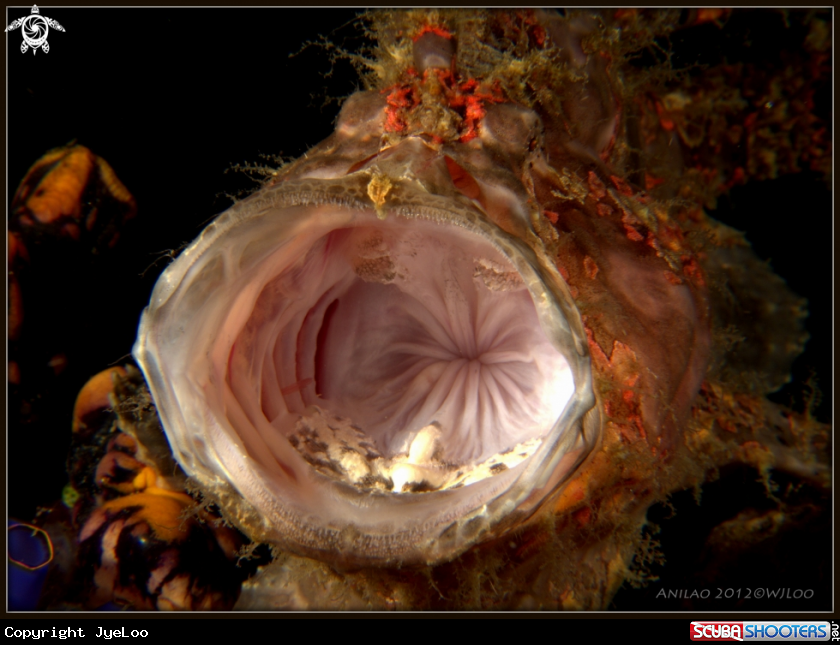 A Frog Fish